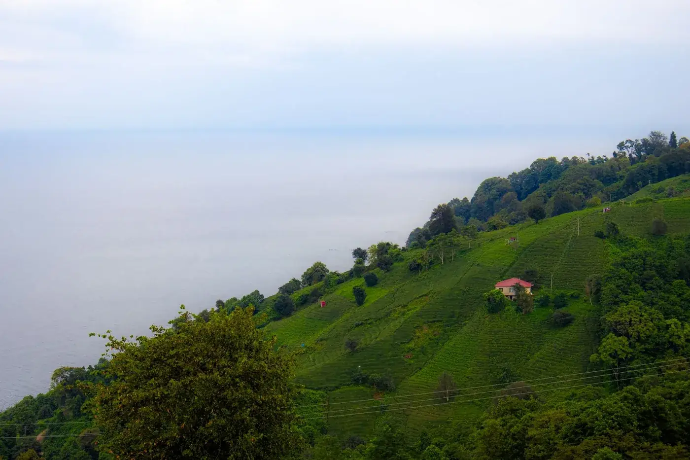Breathtaking view of lush green hills leading to the Black Sea in Rize, Türkiye, with a serene horizon.