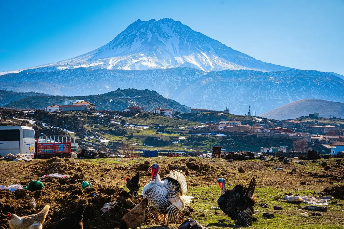 Turkeys roam freely near Mount Hasan, with snow-capped peaks and rural landscapes in the background.