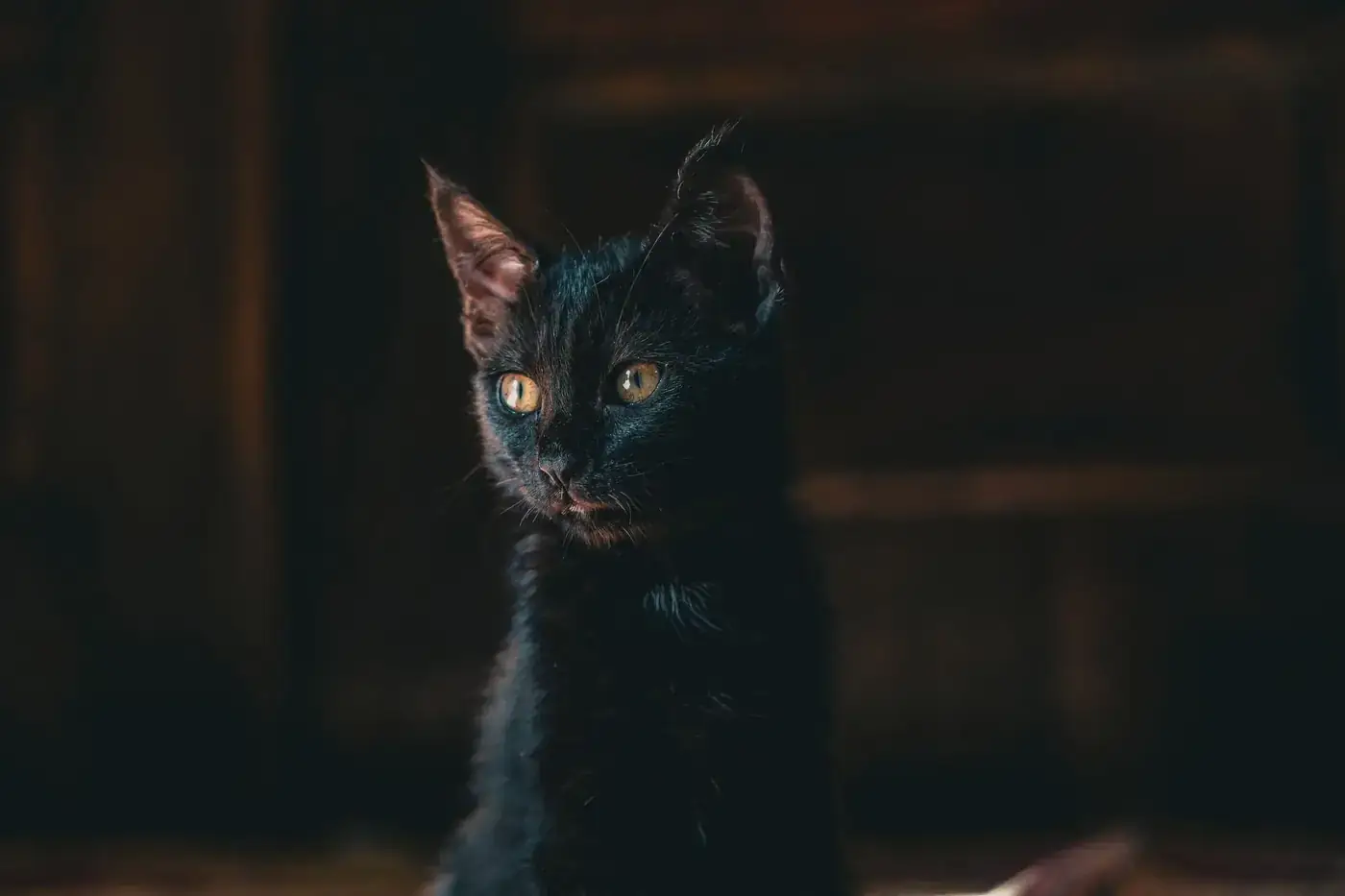 A captivating portrait of a black kitten with piercing eyes, highlighting its sleek fur.