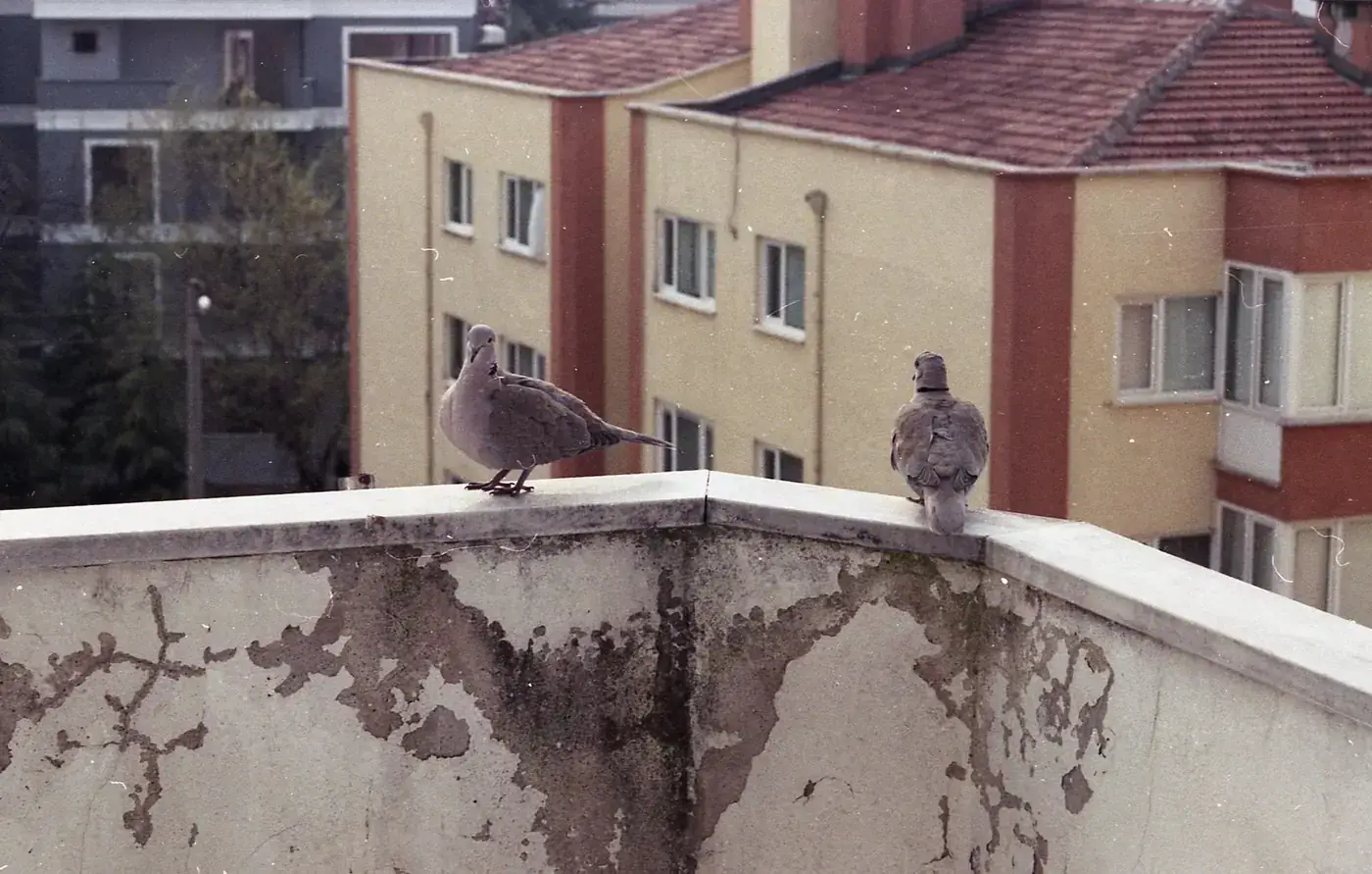 A pair of pigeons rest on a weathered concrete balcony in an urban residential setting.