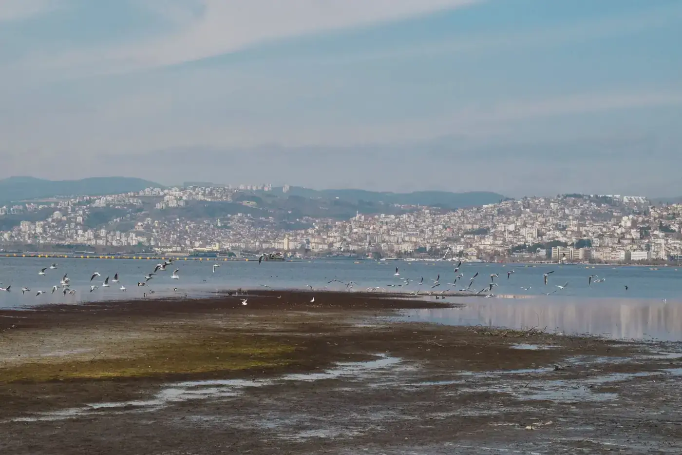 Scenic view of İzmit Bay with seagulls flying over the water against a cityscape backdrop.