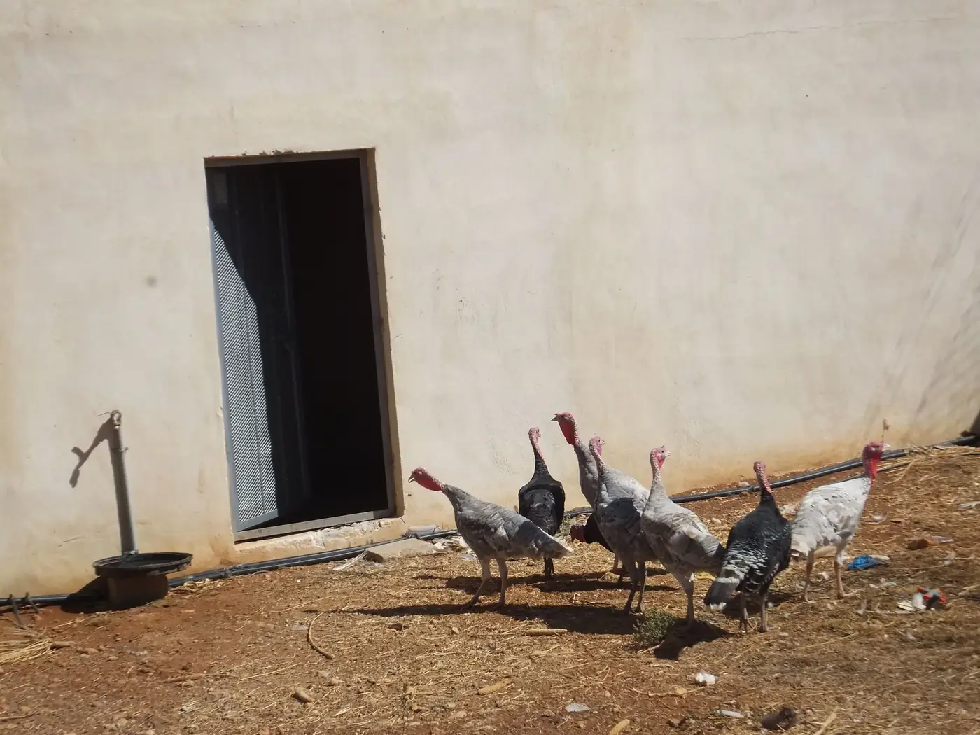 Turkeys roam freely outside a rural farmhouse. Ideal countryside scene capturing poultry in their natural habitat.