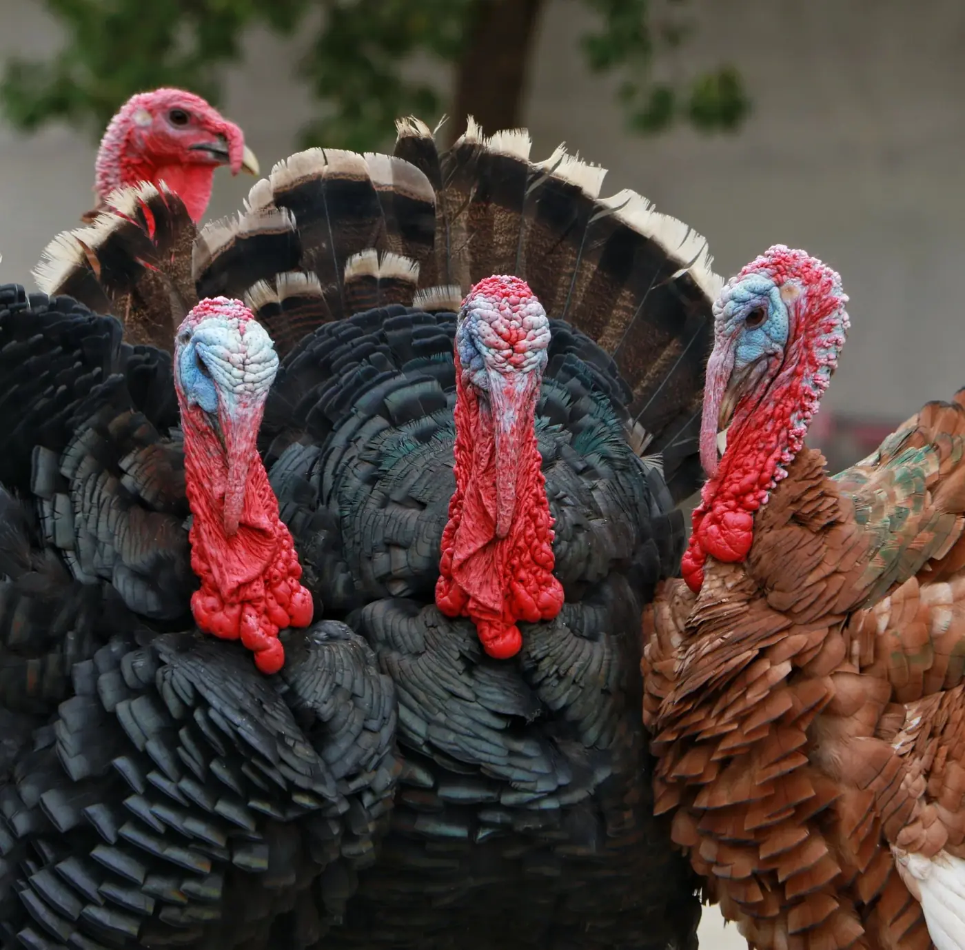 A lively group of turkeys showing colorful feathers and unique wattles in an outdoor setting.