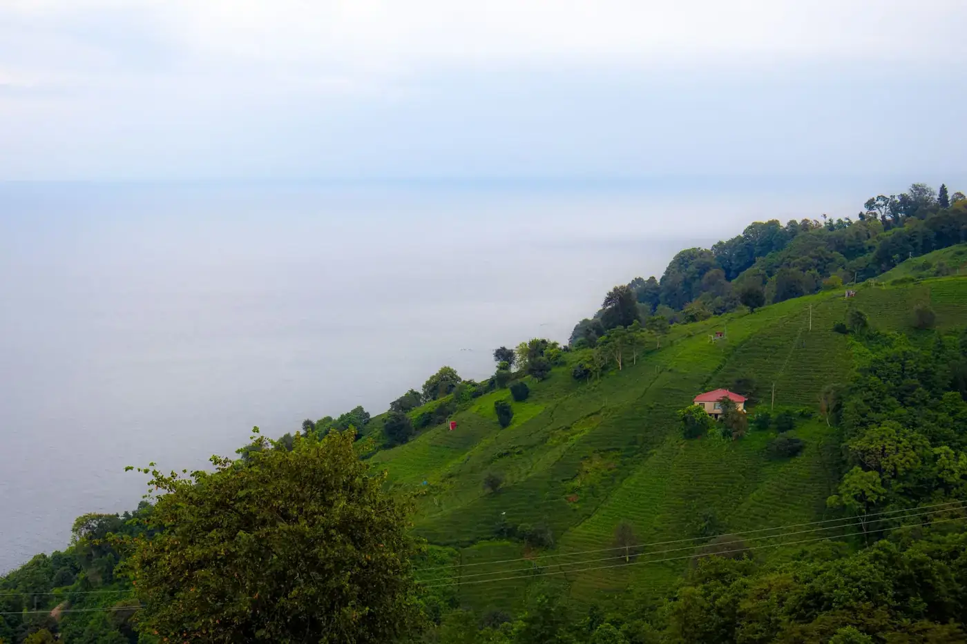 Breathtaking view of lush green hills leading to the Black Sea in Rize, Türkiye, with a serene horizon.